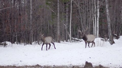 deers out of the snow woods