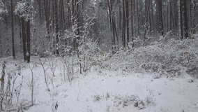 snow falls in the winter forest
