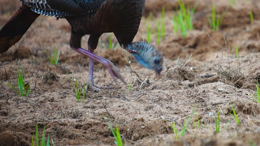 Wild Turkey feeding in plowed field