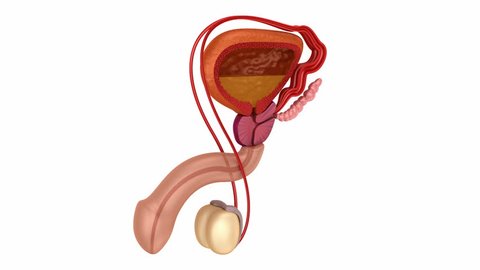 Male reproductive system 3d animation. 
