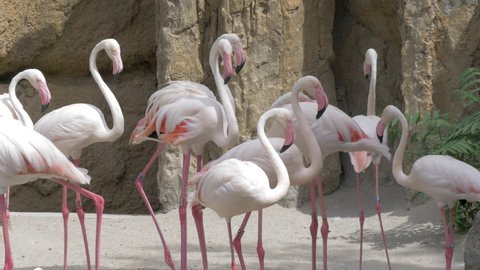 VALENCIA, SPAIN - JULY 15, 2016: Greater flamingos in the zoo. Several birds putting heads on the body and resting