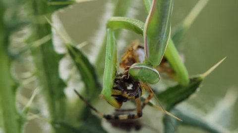 Mantis eating a spider, Mantis religiosa 