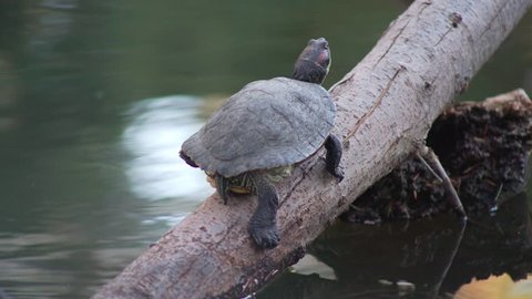 Turtle Slips Off Tree