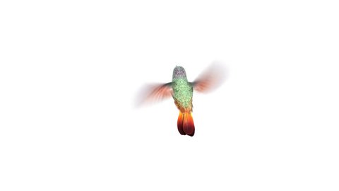 Humming bird,  three 3d animations. alpha-channel is integrated into the footage, you can easily change the background