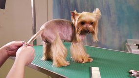 Groomer using scissors to cut the dog's tail of Yorkshire terrier
