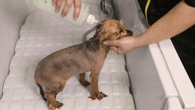 Groomer washing Yorkshire terrier dog in a grooming dog salon
