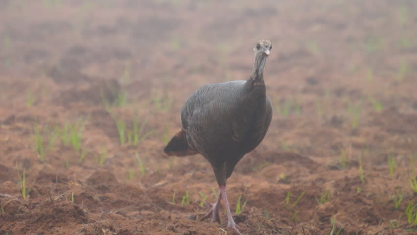 Wild Turkey hen on foggy morning, Slow motion, 1/2 natural speed.