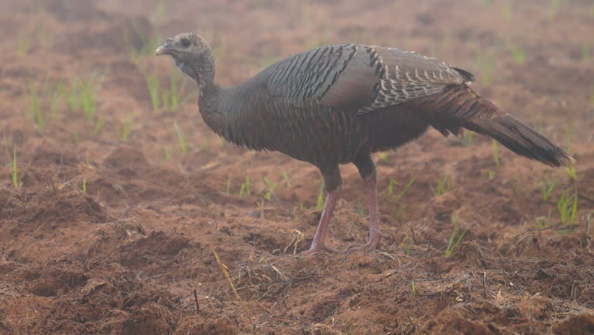 Wild Turkey hen on foggy morning, slow motion, 1/2 natural speed