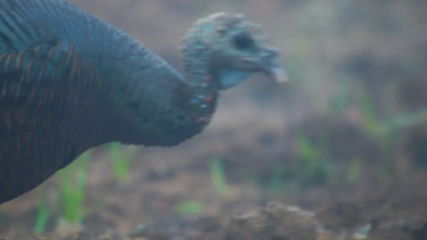 Wild Turkey hen on foggy morning, slow motion, 1/2 natural speed