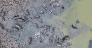 Aerial View of herd of buffalo