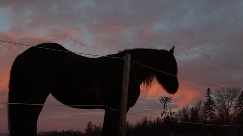 Silhouetted horse walks past orange sunset clouds Canadian countryside