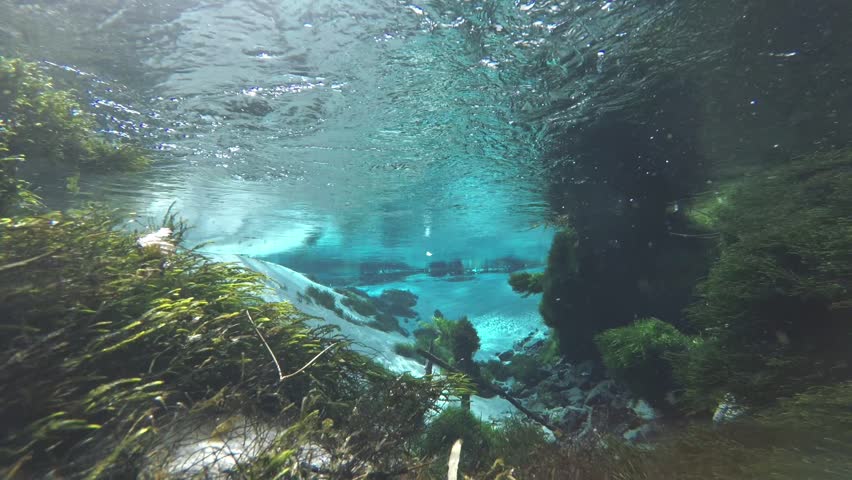 Freshwater Underwater River with Plants Stock Footage Video (100% ...