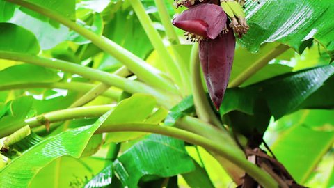 banana flower in rain with tropical sound