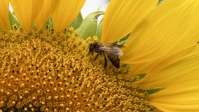 Bee harvesting honey from a sunflower. Close up of bee on rich sunflower picking honey. Stock video, education, footage