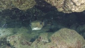 Large Porcupinefish in a sea cave