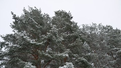 the treetops of pine forest christmas tree nature snow winter forest beautiful landscape