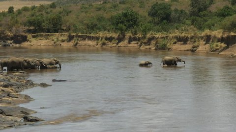 tracking shot of an elephant and calf crossing the mara river in masai mara game reserve, kenya