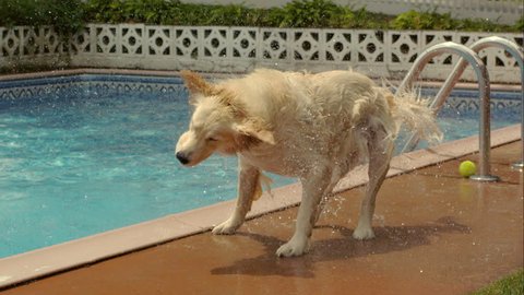 A wet golden retreiver shakes itself dry in slow motion.