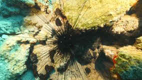 Black diadem sea urchin (Echinothrix diadema) 
