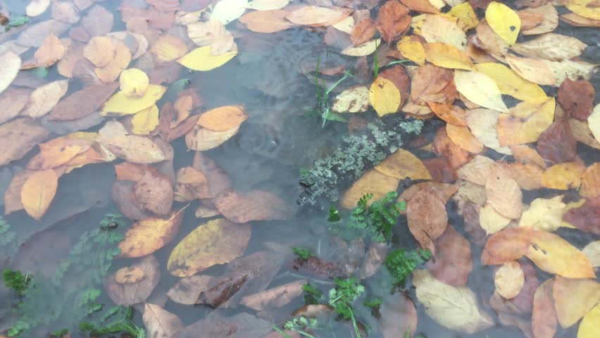 Little puddle near the forest with leaves.