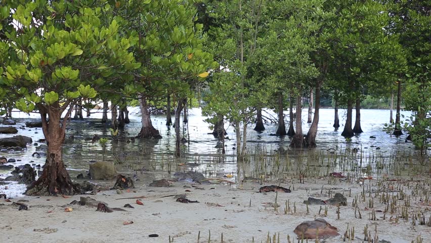 Mangrove and beach in Thailand Royalty-Free Stock Footage #22010365