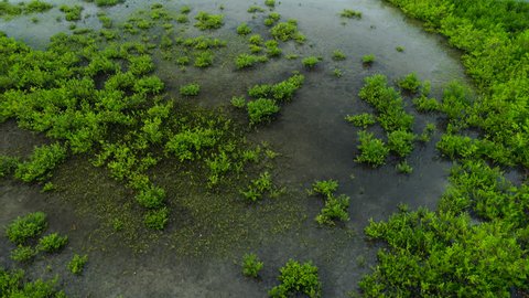 Mangrove, Florida, Usa, America
