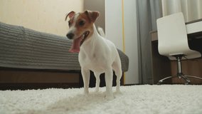 dog Jack Russell happily playing in the nursery, smiling with his tongue hanging out