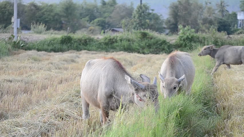 little buffalo eating grass in country farm of thailand Southeast asia
