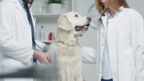 In Veterinary Clinic. Vet and His Assistant Examine the Dog with Stethoscope. In Slow Motion. 
