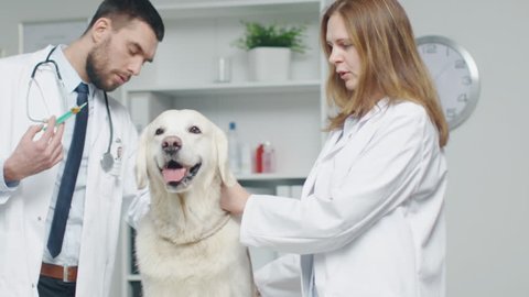 In Veterinary Hospital. Vet and His Assistant Make and Injection to a Dog. In Slow Motion. 