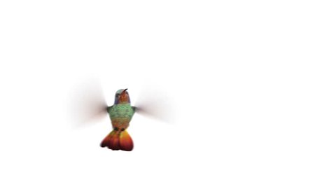 Humming bird, four 3d animations. alpha-channel is integrated into the footage, you can easily change the background. copy bird layer if you want to make the wings more sharp