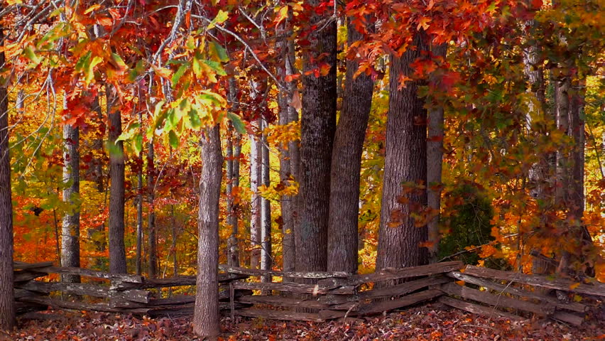 Colorful autumn leaves blow in blustery winds behind a split rail wooden fence