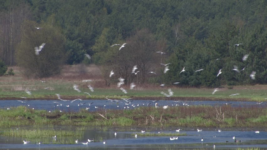  Lake and birds 1