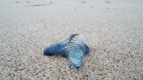 Portuguese man of war  or blue bottle jellyfish moving