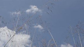 Cloudy blue sky with white grass swinging on the wind slow-mo 1080p FullHD footage - Slow motion of swaying vegetation natural background 1920X1080 HD video