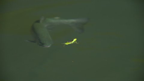 Close-up of a trout rising to grasshopper. Swallowing a grasshopper in one gulp. 