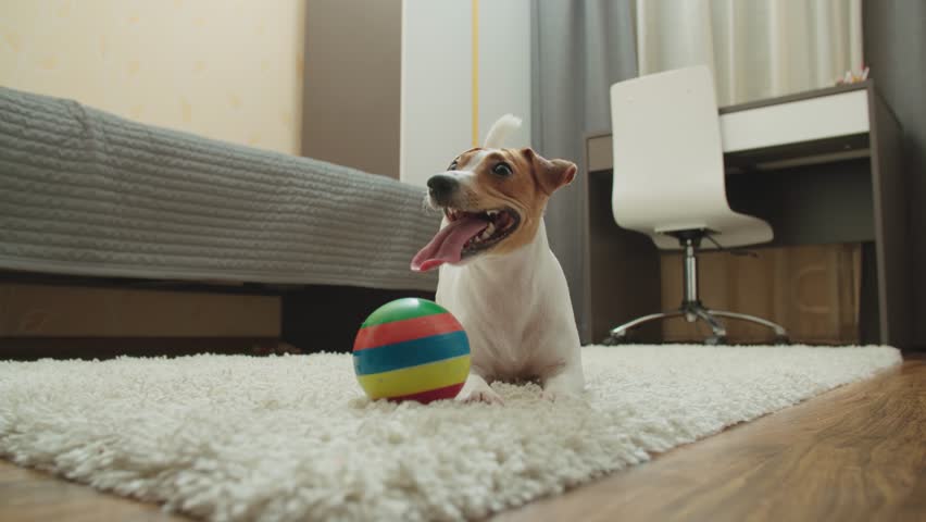 pet dog Jack Russell Terrier lies smiling sticking his tongue out on the carpet in the children