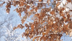 White snow above golden leaves tree branches close-up 4K 2160p 30fps UltraHD footage - Beautiful oak tree leaf winter background 3840X2160 UHD video