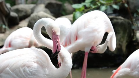 Close up of flamingos at the zoo
