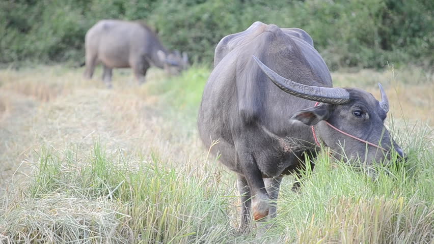 buffalo eating grass in country farm of thailand Southeast asia