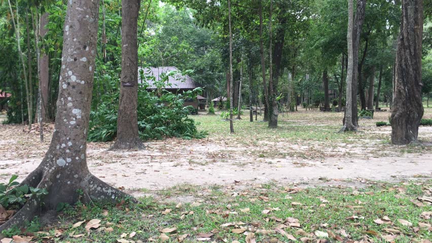 Many squirrels in the park.


