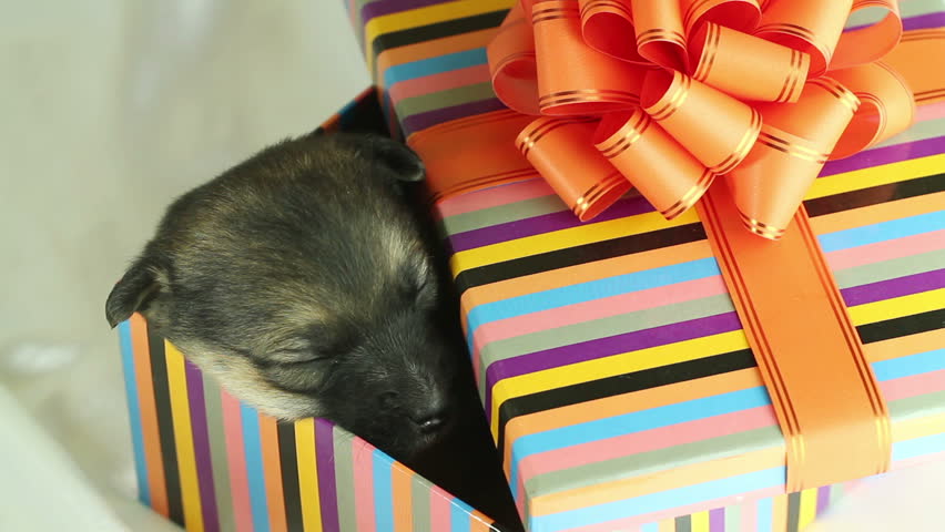 puppy in gift box