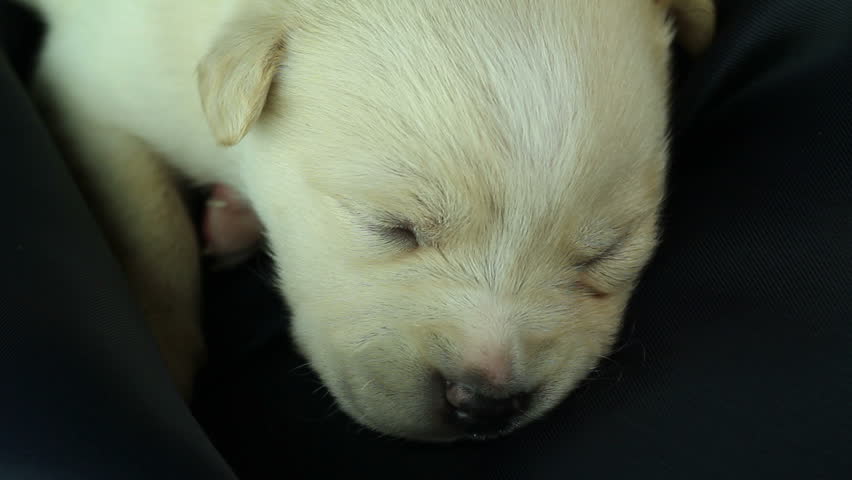 newborn puppy wakes up