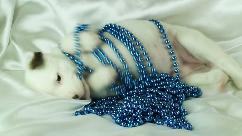 puppy plays with blue beads