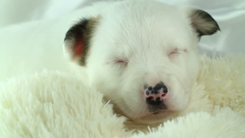 newborn puppy sleeping