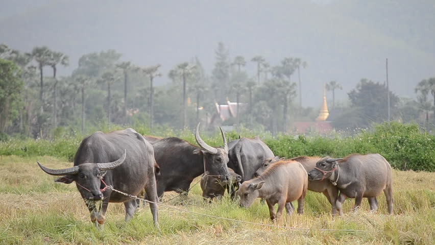 buffalo flock eating grass in country farm of thailand Southeast asia