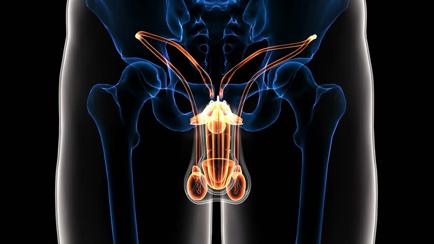 Biology Archive November 13, 2016 Chegg.com