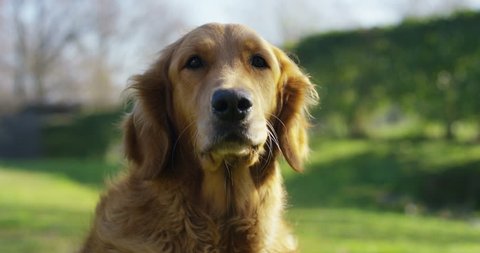 Portrait of a beautiful Golden Retriever dog with a pedigree and a good coat just brushed.. The dog purebred is surrounded by greenery and looks camera.Concept beauty, softness, pedigree.