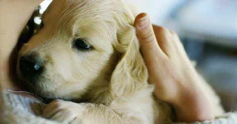 A girl cuddle, play, kisses, trains his dog breed golden retriever puppy with pedigree.Play and are happy and smile. Concept: puppies, love of animals, softness, and nature.