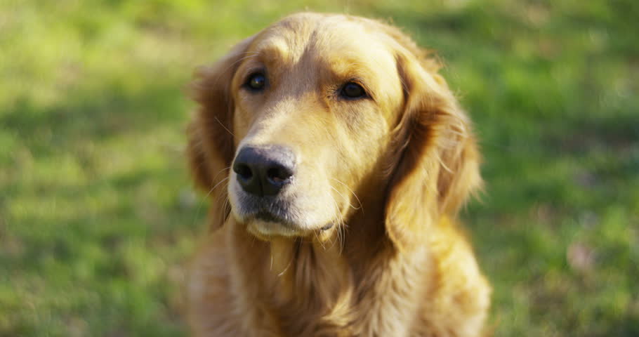 golden retriever pedigree